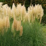 Cortaderia selloana Gold Mini Pampas - Gesamth&ouml;he 50-60 cm - Topf 2 ltr