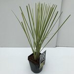 Cortaderia selloana Gold Mini Pampas - Gesamth&ouml;he 50-60 cm - Topf 2 ltr