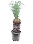 Xanthorrhoea glauca - Stamm 40-50 cm [Palette]