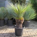 Xanthorrhoea glauca - Stamm 40-50 cm [Palette]