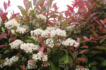 Photinia fraseri Red Robin - Gesamth&ouml;he 50-70 cm - Topf &Oslash; 18 cm