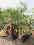 Butia capitata var. odorata - Stamm 80-100 cm - Gesamth&ouml;he 300+ cm - Topf 160 ltr [Palette]