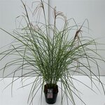 Miscanthus sinensis Red Cloud - Topf 5 ltr