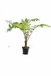 Cyathea kermadecensis - Stamm 20-30 cm