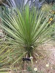Yucca periculosa - Gesamth&ouml;he 50+ cm - Topf 10 x 10 cm