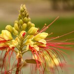 Caesalpinia gilliesii