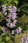 Paulownia tomentosa