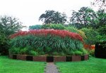 Miscanthus sinensis Ferner Osten