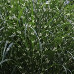 Miscanthus sinensis Little Zebra - Topf 2 ltr