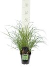 Miscanthus sinensis Little Zebra - Topf 2 ltr