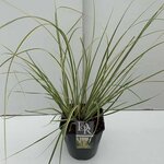 Cortaderia selloana Gold Mini Pampas - Topf 5 ltr