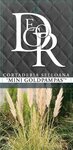 Cortaderia selloana Gold Mini Pampas - Topf 5 ltr