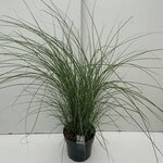 Miscanthus sinensis Gracillimus - Topf 10 ltr