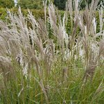 Miscanthus sinensis Kleine Silberspinne - Topf 10 ltr