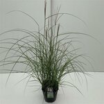 Miscanthus sinensis Kleine Silberspinne - Topf 10 ltr