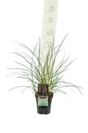 Miscanthus sinensis Kleine Silberspinne - Topf 10 ltr