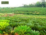 Cycas revoluta - Stamm 45-55 cm - Gesamth&ouml;he 130-160 cm - Topf &Oslash; 48 cm [Palette]