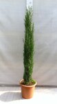 Cupressus sempervirens Totem - Gesamth&ouml;he 200+ cm - Topf &Oslash; 35 cm [Palette]