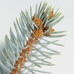 Picea pungens Hoopsii