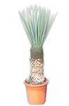Yucca rigida - Stamm 60+ cm [Palette]