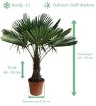 Trachycarpus fortunei - Stamm 40-50 cm - Gesamth&ouml;he 150-170 cm - Topf &Oslash; 37 cm