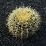 Echinocactus grusonii