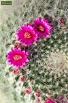 Echinocactus grusonii - schoonmoedersstoel