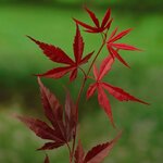 Acer palmatum Bloodgood leaves