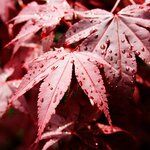 Acer palmatum Bloodgood leaves