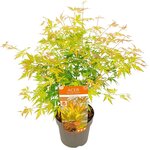 Acer palmatum Orange Lace