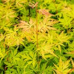 Acer palmatum Orange Lace