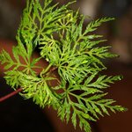 Acer palmatum Seiryu