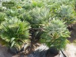 Chamaerops humilis Vulcano - Gesamth&ouml;he 60-80 cm - Topf &Oslash; 24 cm