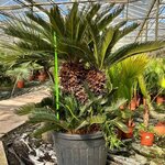 Cycas revoluta - Stamm 65-75 cm [Palette]