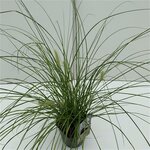 Pennisetum alopecuroides Hameln gold