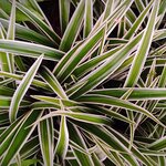 Carex morrowii Ice Dance