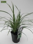 Carex morrowii Ice Dance