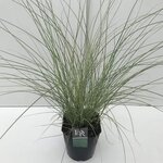 Miscanthus sinensis Morning Light - Topf 10 ltr