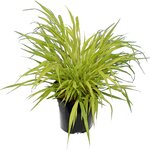 Hakonechloa macra Sunflare