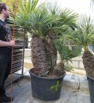 Chamaerops humilis Cerifera