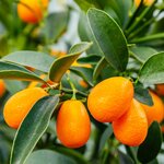 Citrus kumquat