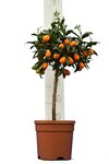 Citrus kumquat