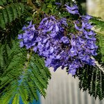 Jacaranda mimosifolia - Topf &Oslash; 32 cm [Palette]