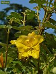 Fremontodendron California Glory - Topf &Oslash; 21 cm