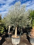 Olea europaea - Stammumfang 50-60 cm [Palette]