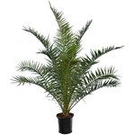 Phoenix canariensis