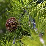 Larix decidua