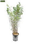 Fargesia Winter Joy - Gesamth&ouml;he 120-150 cm - Topf 10 ltr