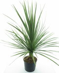 Cordyline australis - Topf &Oslash; 26 cm