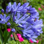 Agapanthus africanus Regal Beauty - Topf &Oslash; 24 cm